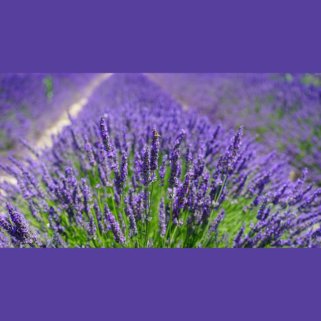 10 Sachets de Lavande Naturell - Home Fragrance Sachet avis et prix